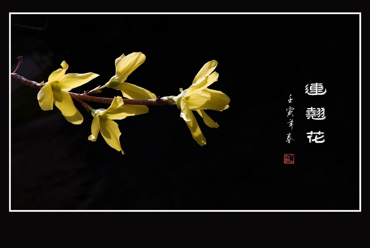 千步连翘不染尘,降香懒画蛾眉春.