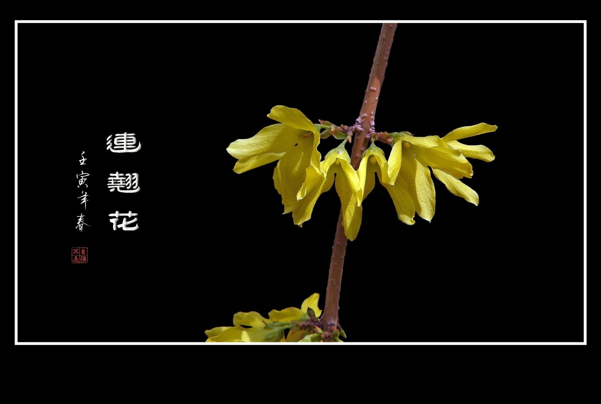 千步连翘不染尘,降香懒画蛾眉春.