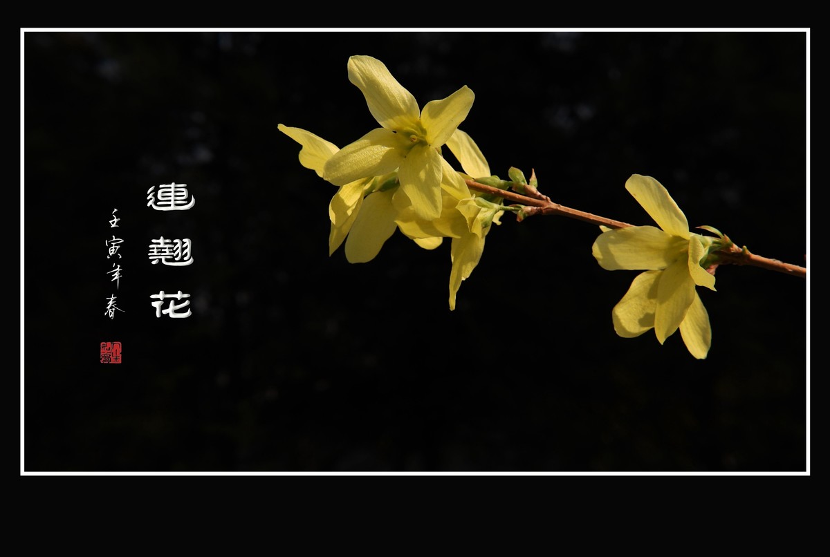 千步连翘不染尘,降香懒画蛾眉春.