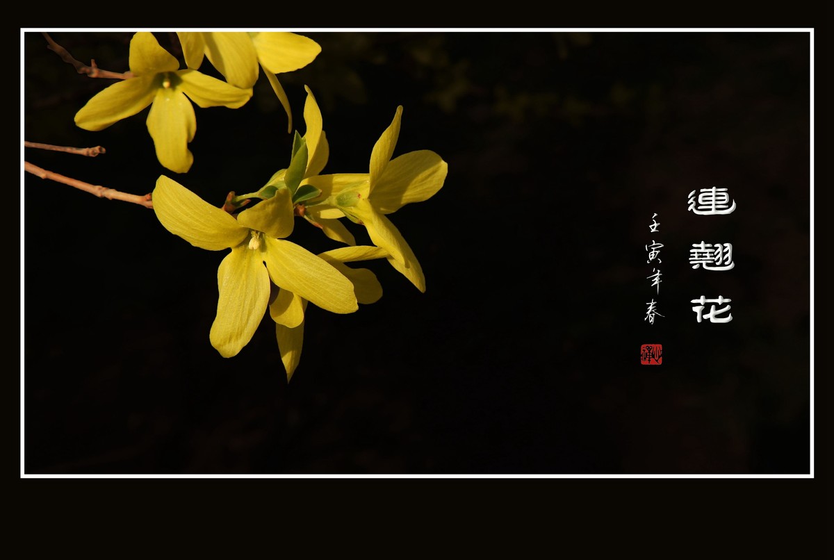 千步连翘不染尘,降香懒画蛾眉春.