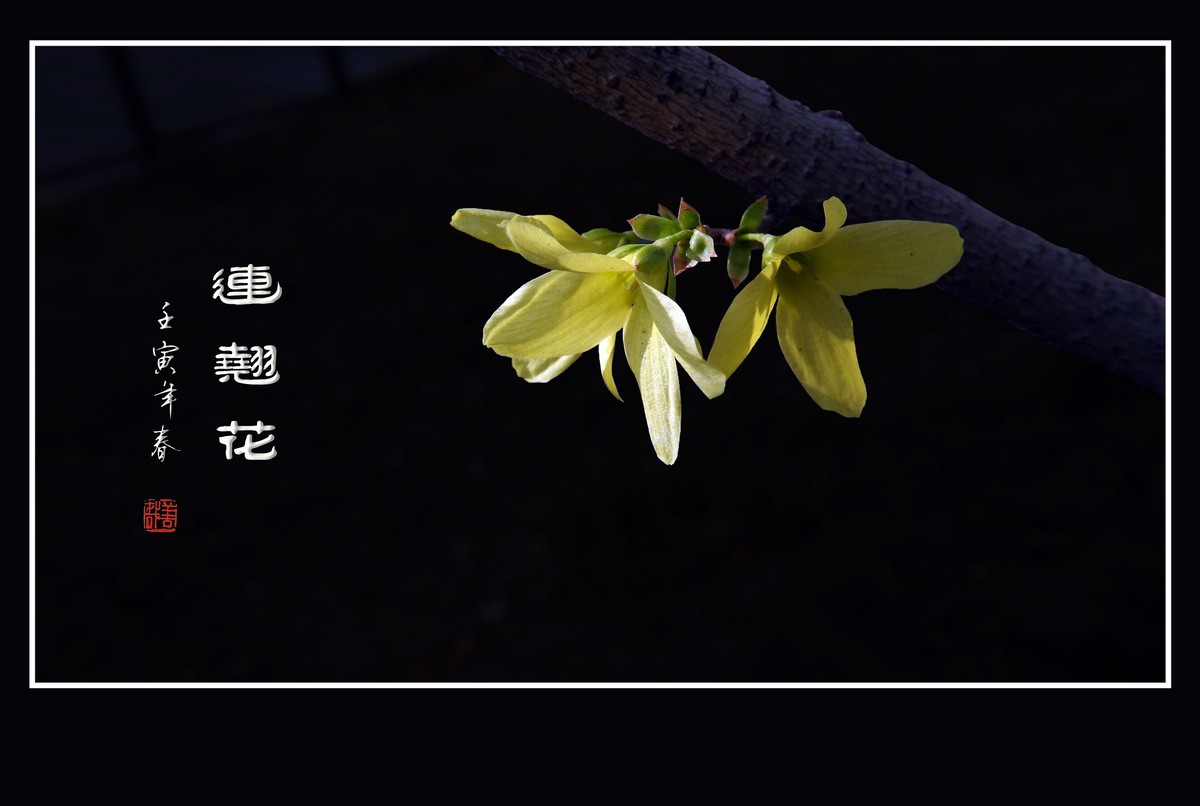 千步连翘不染尘,降香懒画蛾眉春.