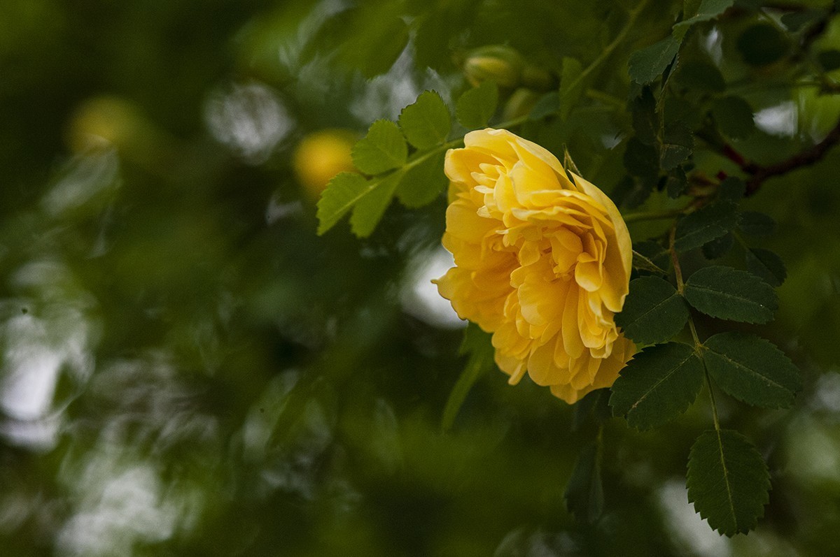 一样的构图模式