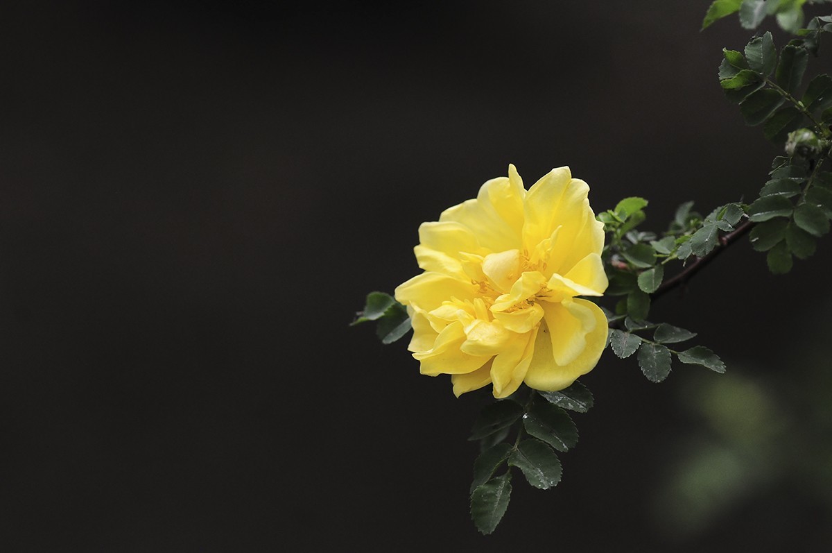 一样的构图模式