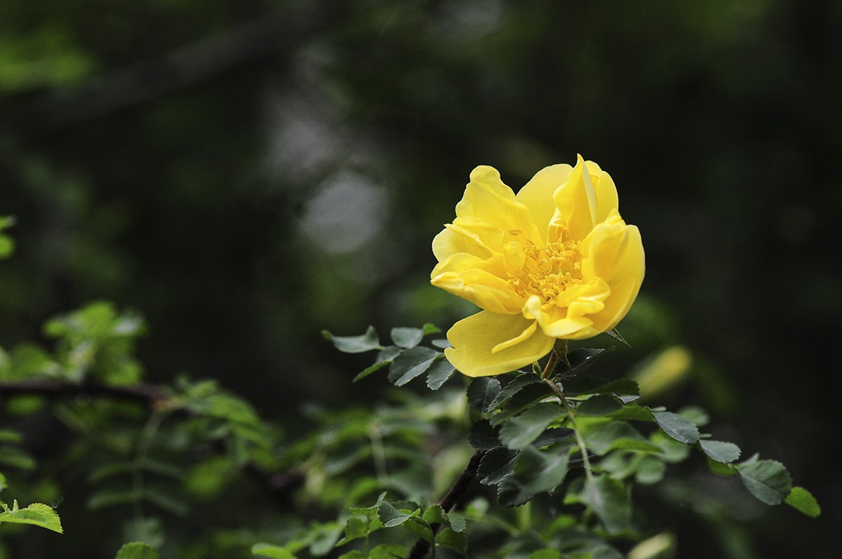 一样的构图模式