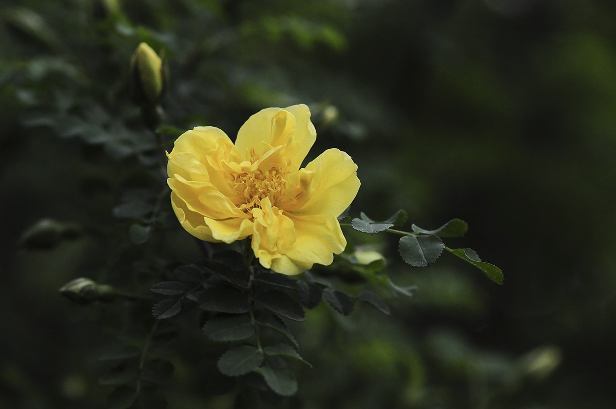 一样的构图模式