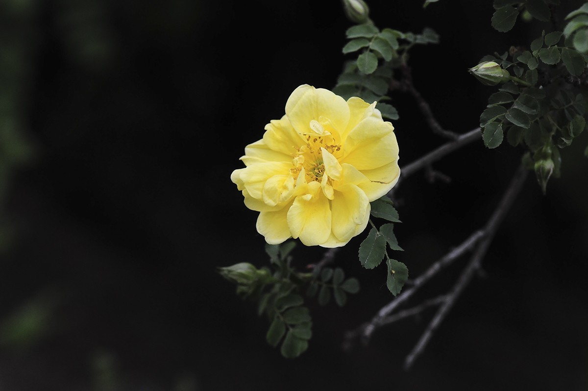 一样的构图模式