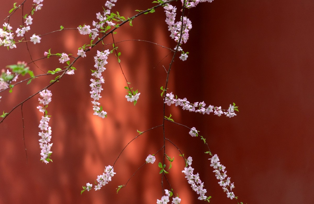 花开紫禁城（2）