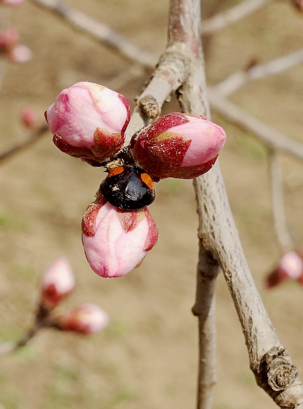 山杏树花蕾与瓢虫