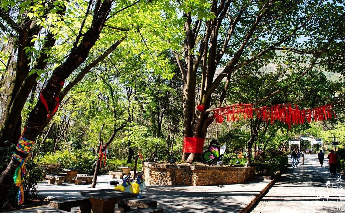 2024年3月、云南之行。大理、《蝴蝶泉》