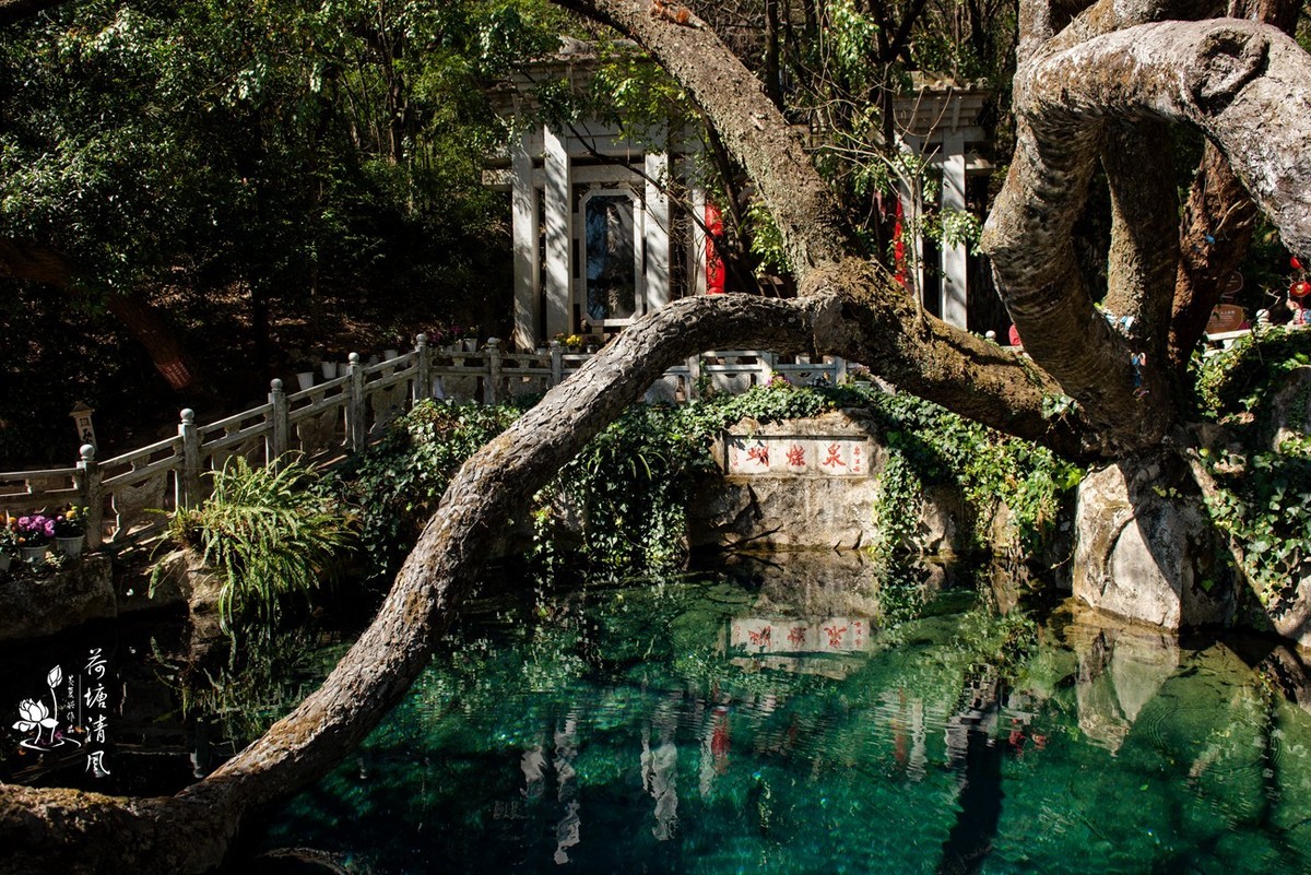 2024年3月、云南之行。大理、《蝴蝶泉》