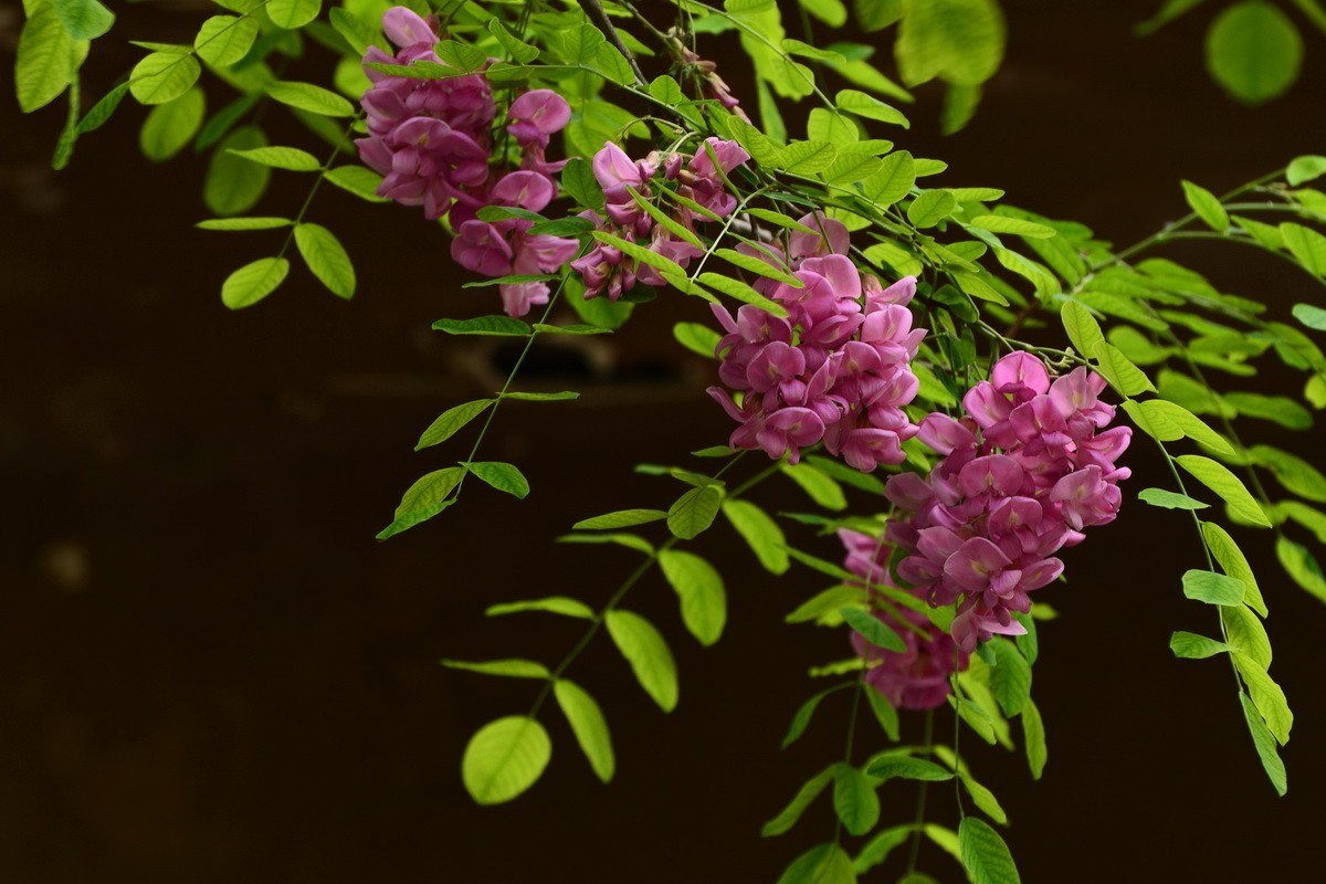 2024028 紫槐花开挂树梢（2）