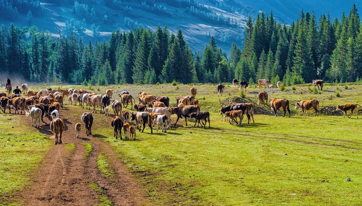 西行漫记一一去看那草原海