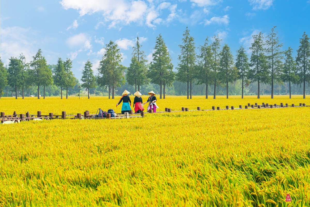 金色的稻田，丰收在望