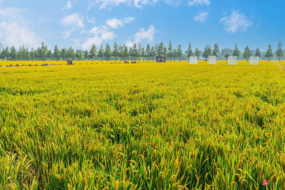 金色的稻田，丰收在望