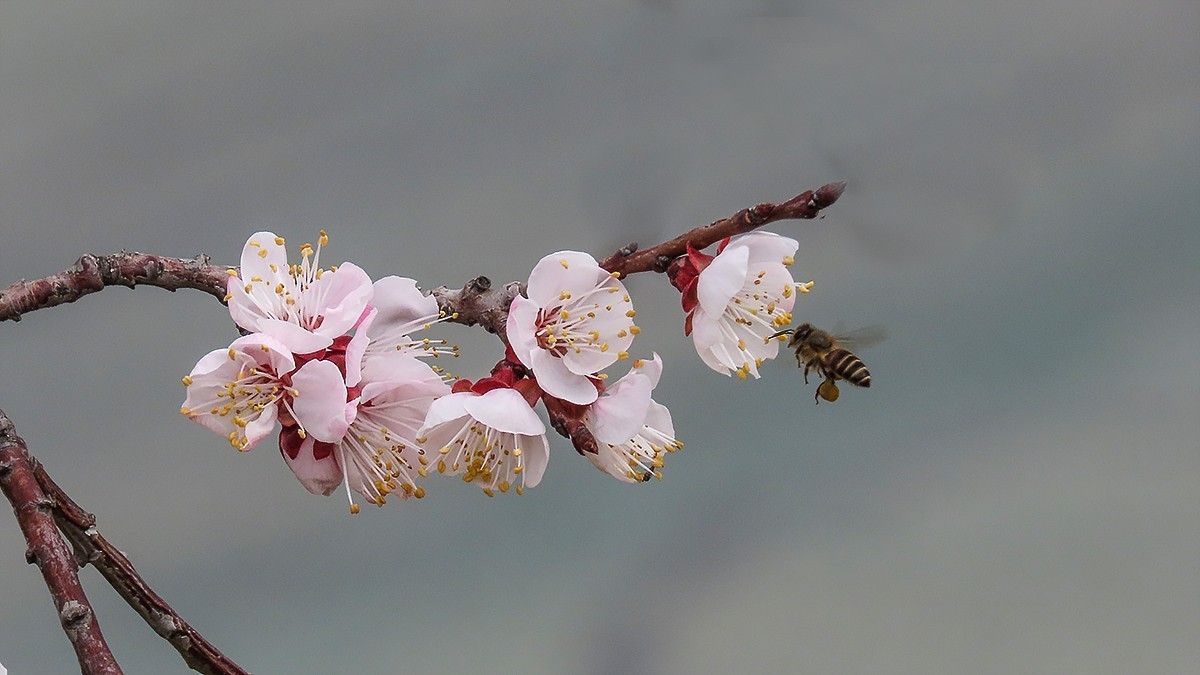 蜂采杏花蜜