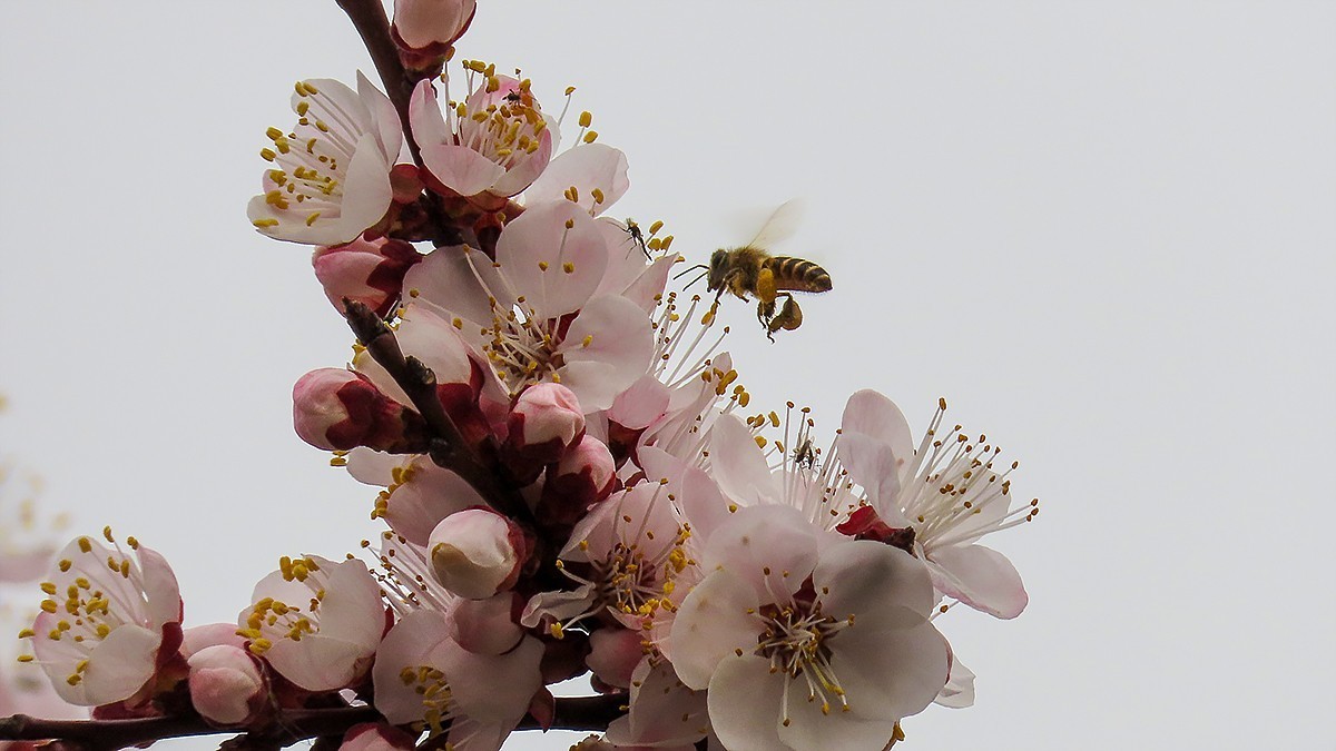 蜂采杏花蜜