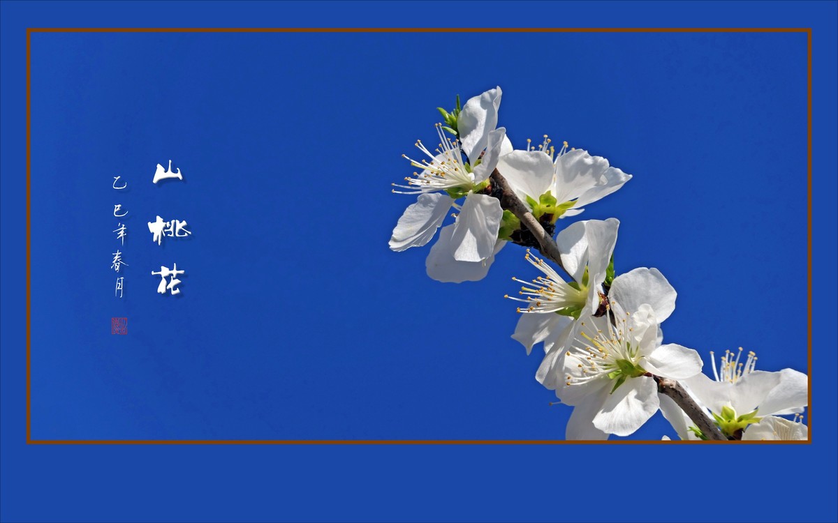 冰清圣洁的山桃花