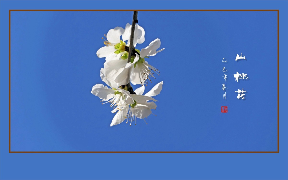 冰清圣洁的山桃花