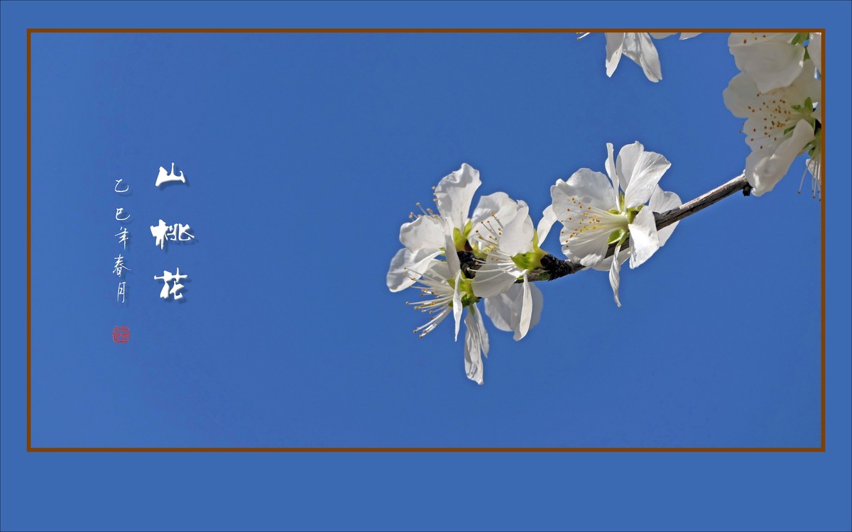 冰清圣洁的山桃花