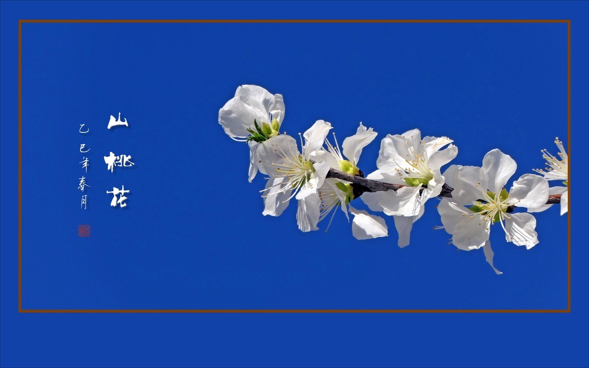 冰清圣洁的山桃花