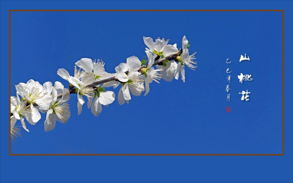 冰清圣洁的山桃花