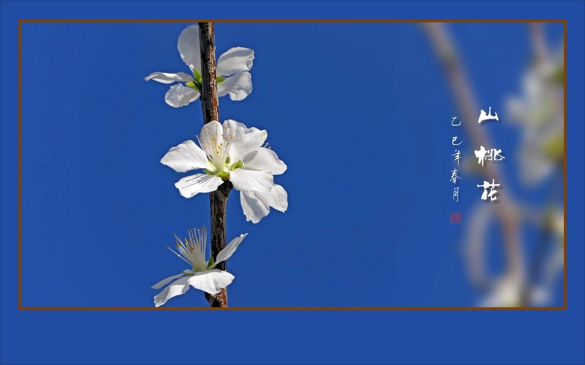 冰清圣洁的山桃花