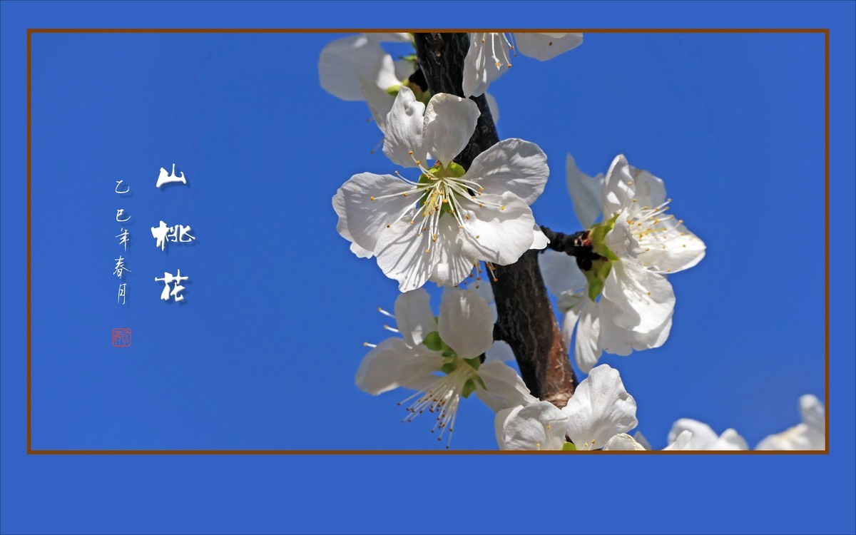 冰清圣洁的山桃花