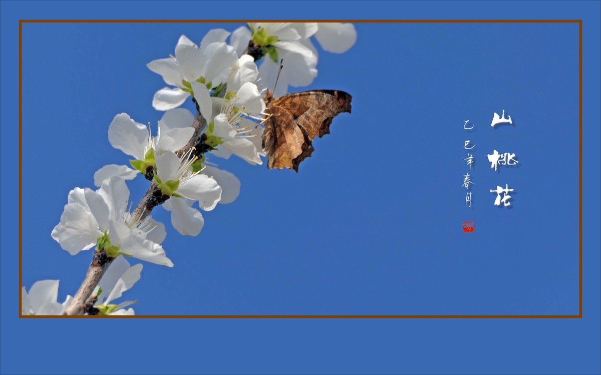 冰清圣洁的山桃花