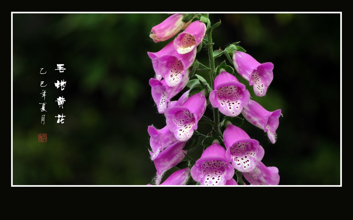 美丽的串串繁花-毛地黄花