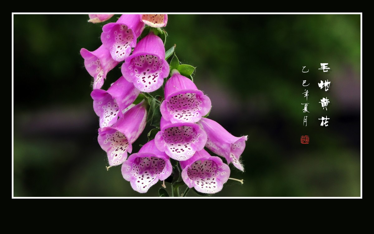 美丽的串串繁花-毛地黄花