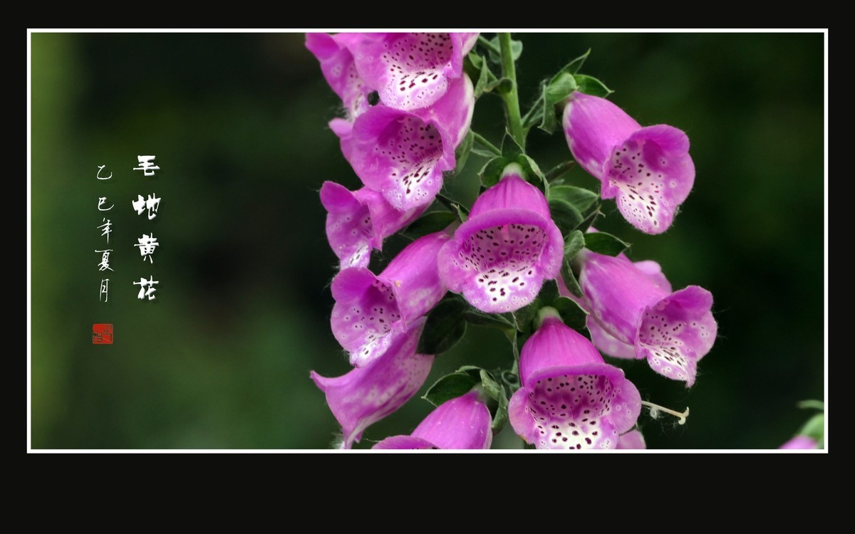 美丽的串串繁花-毛地黄花