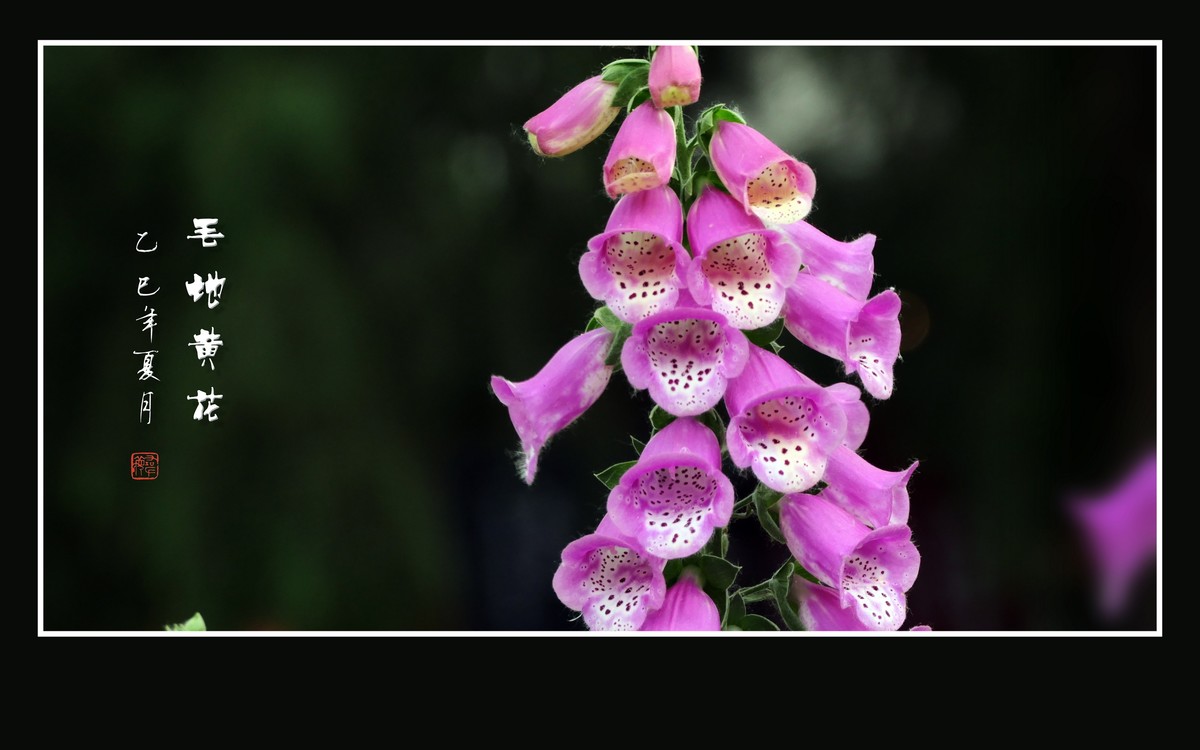 美丽的串串繁花-毛地黄花