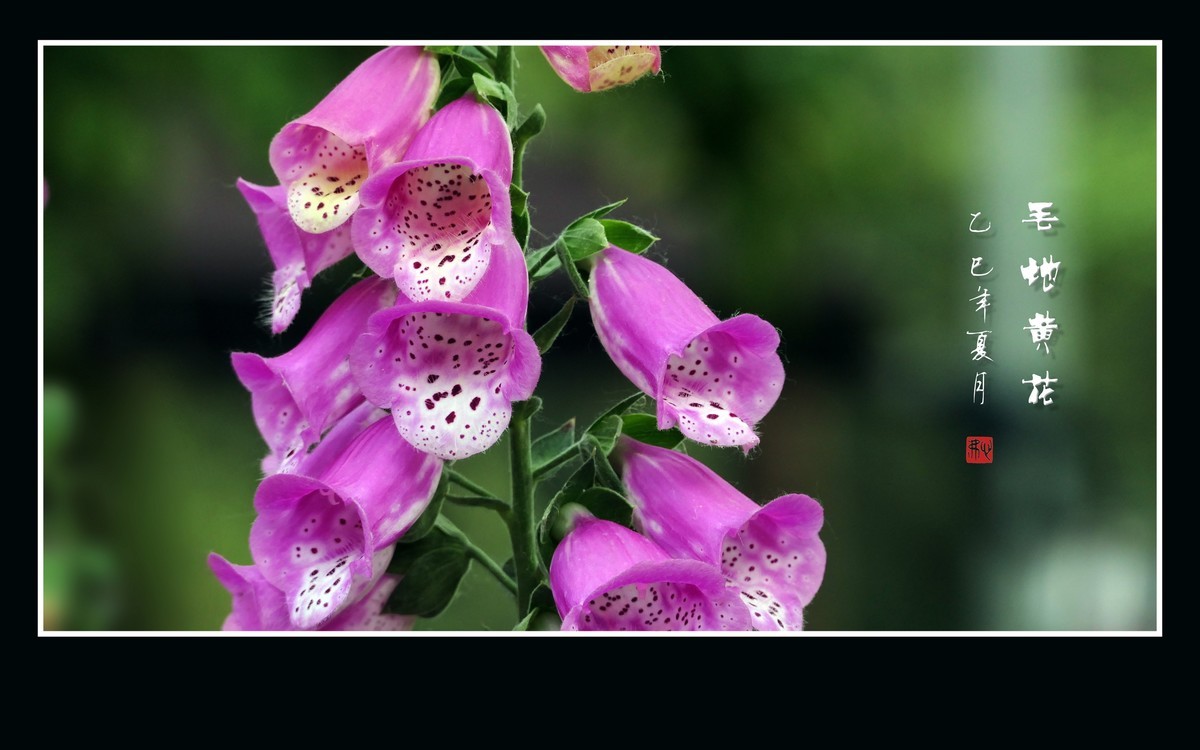 美丽的串串繁花-毛地黄花