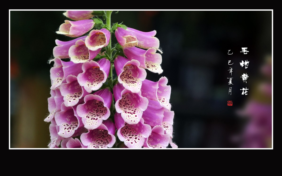 美丽的串串繁花-毛地黄花