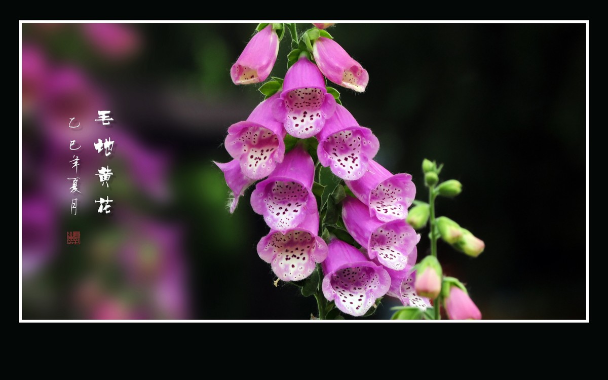 美丽的串串繁花-毛地黄花