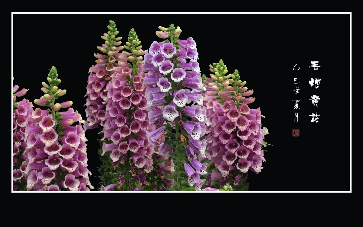 美丽的串串繁花-毛地黄花