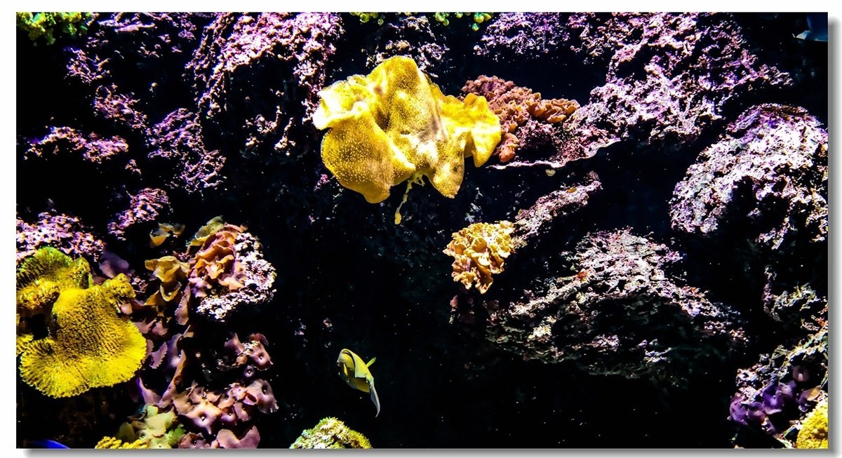 巴塞尔之“动物园”