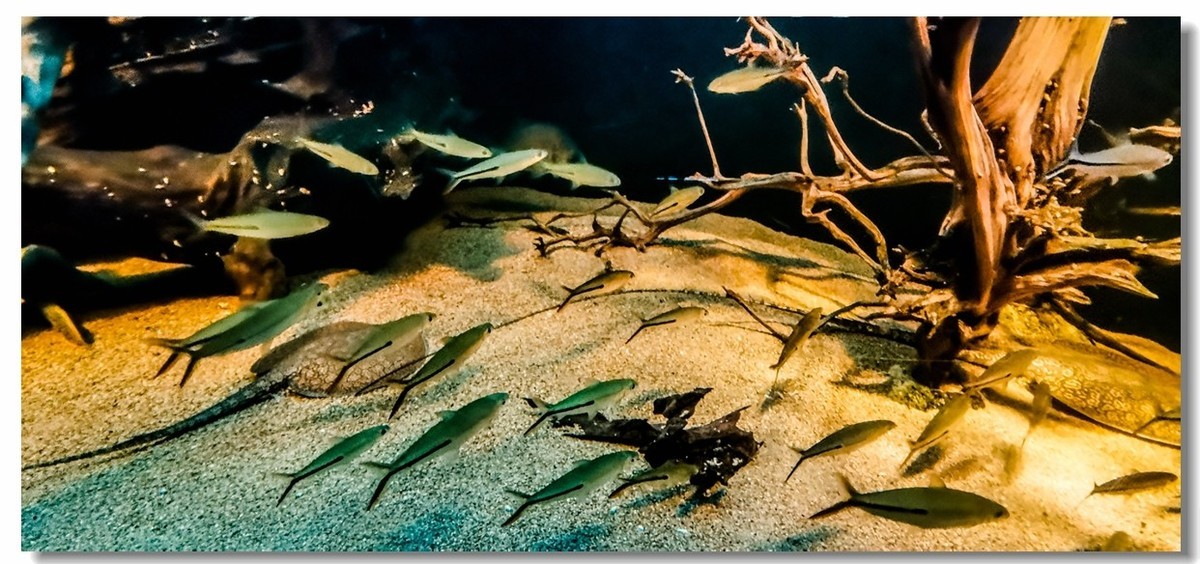 巴塞尔之“动物园”