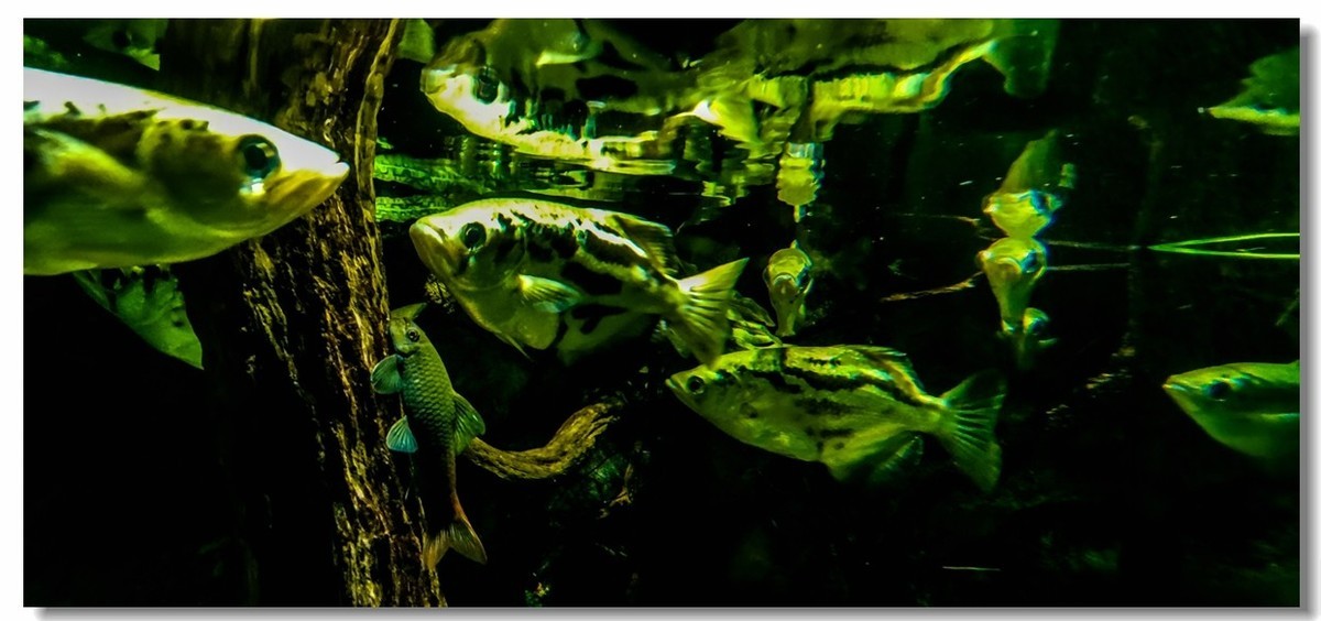 巴塞尔之“动物园”