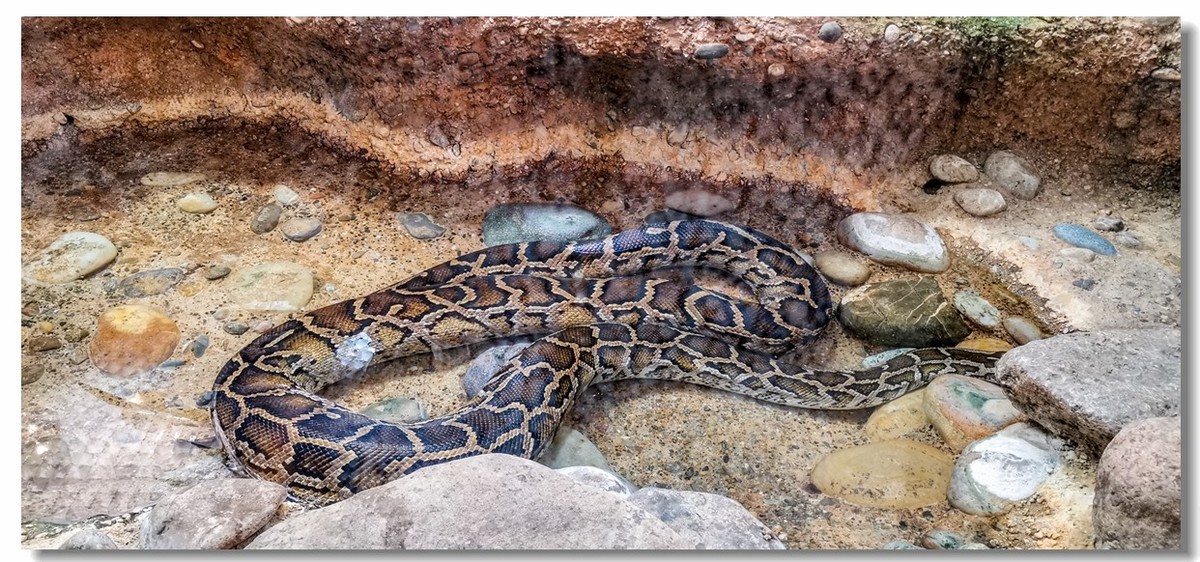 巴塞尔之“动物园”