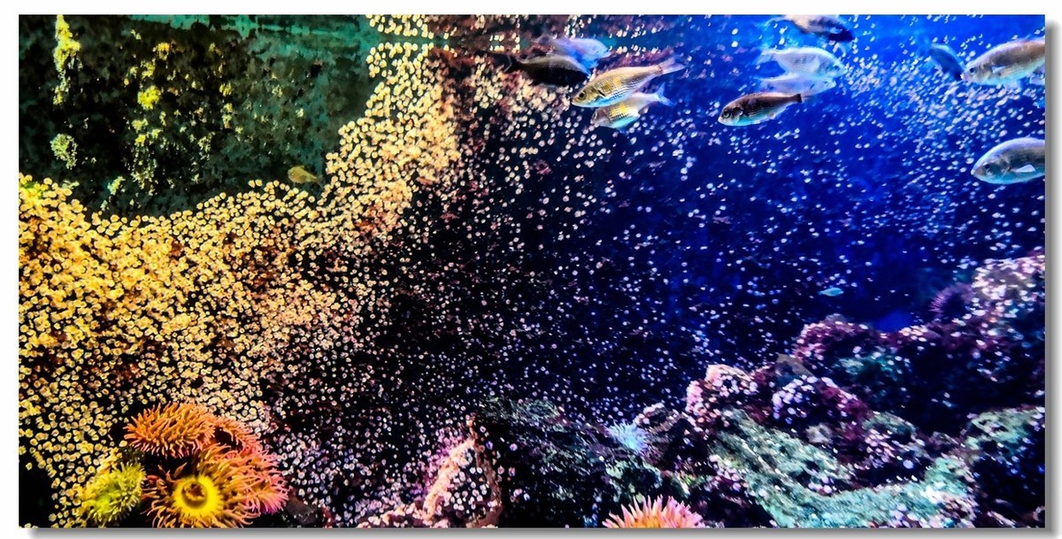 巴塞尔之“动物园”