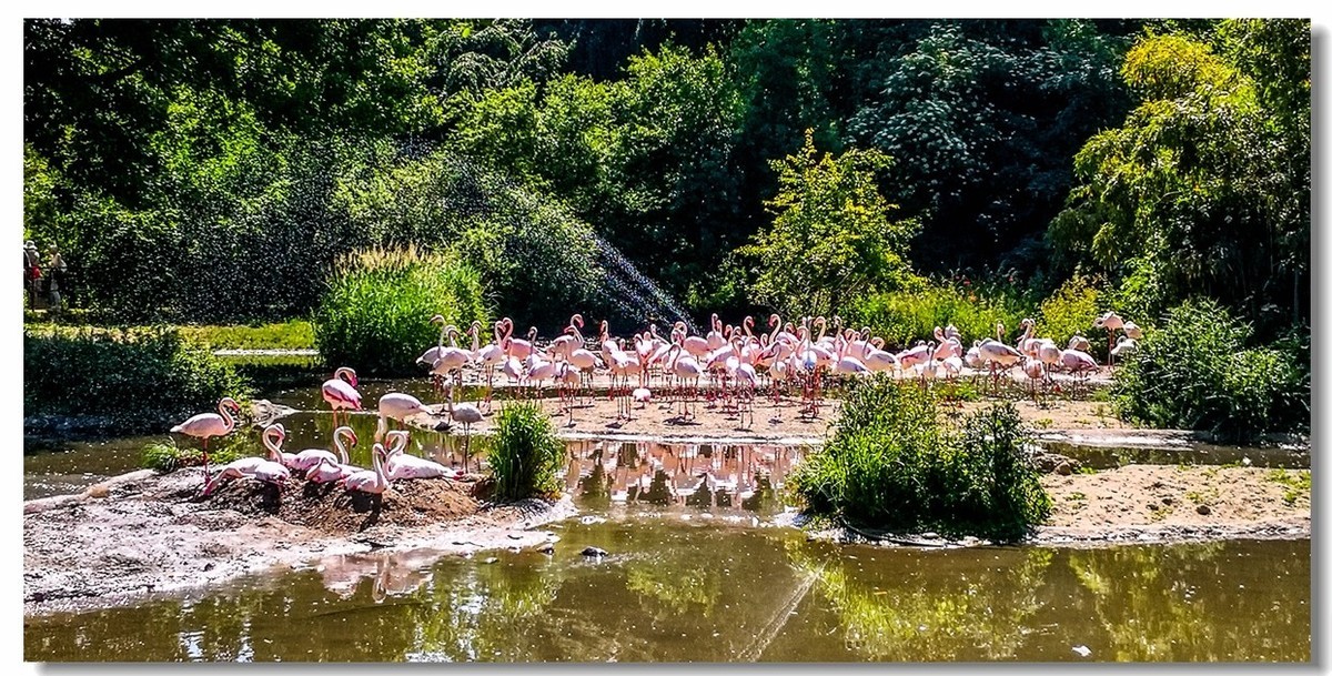 巴塞尔之“动物园”