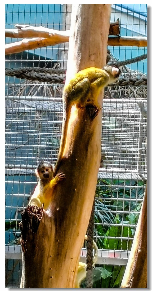 巴塞尔之“动物园”