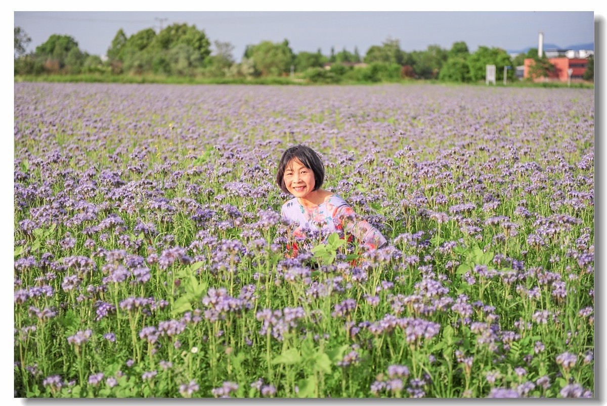 田间花色