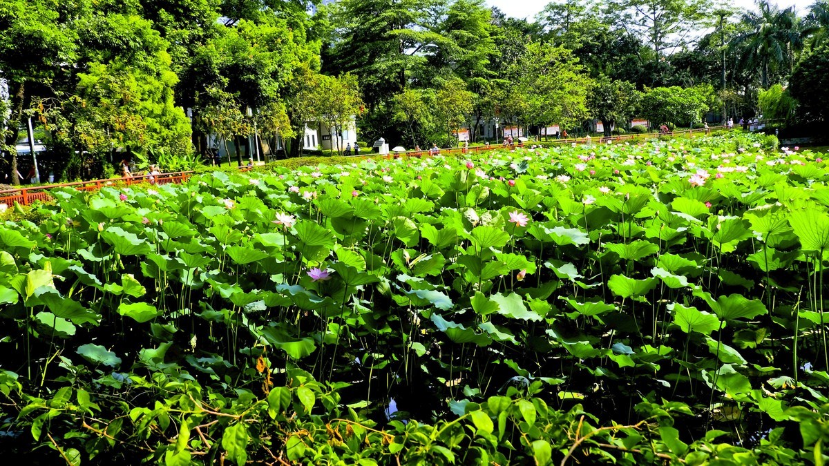 荔湾湖公园