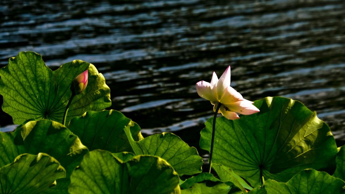 荔湾湖公园（二）