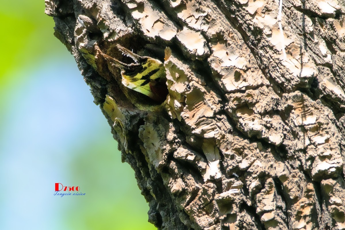林中的啄木鸟（14）