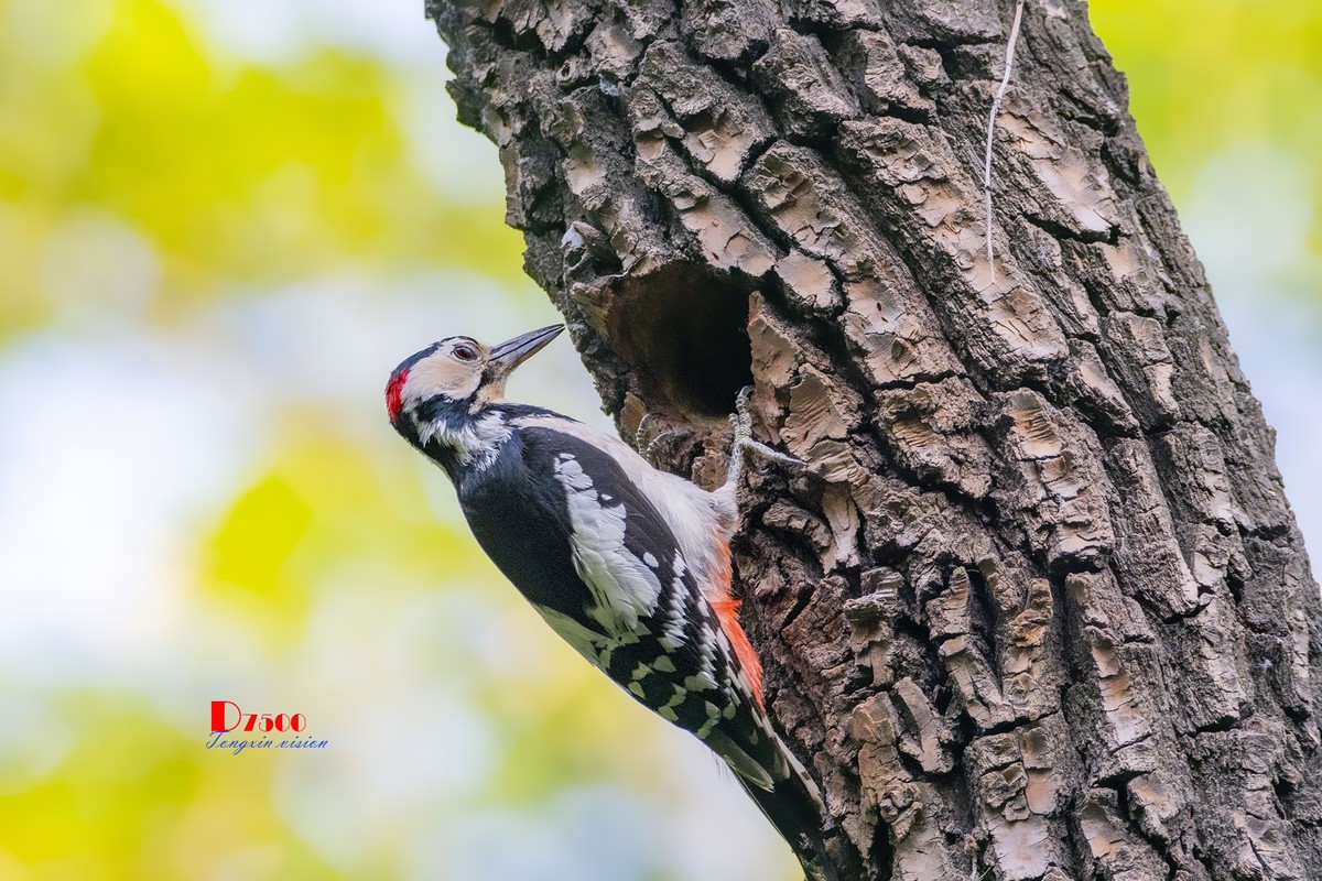 林中的啄木鸟（14）