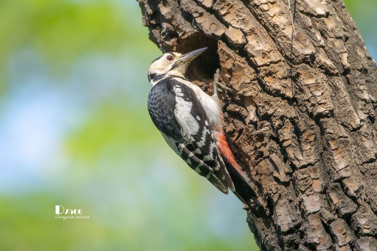 林中的啄木鸟（14）