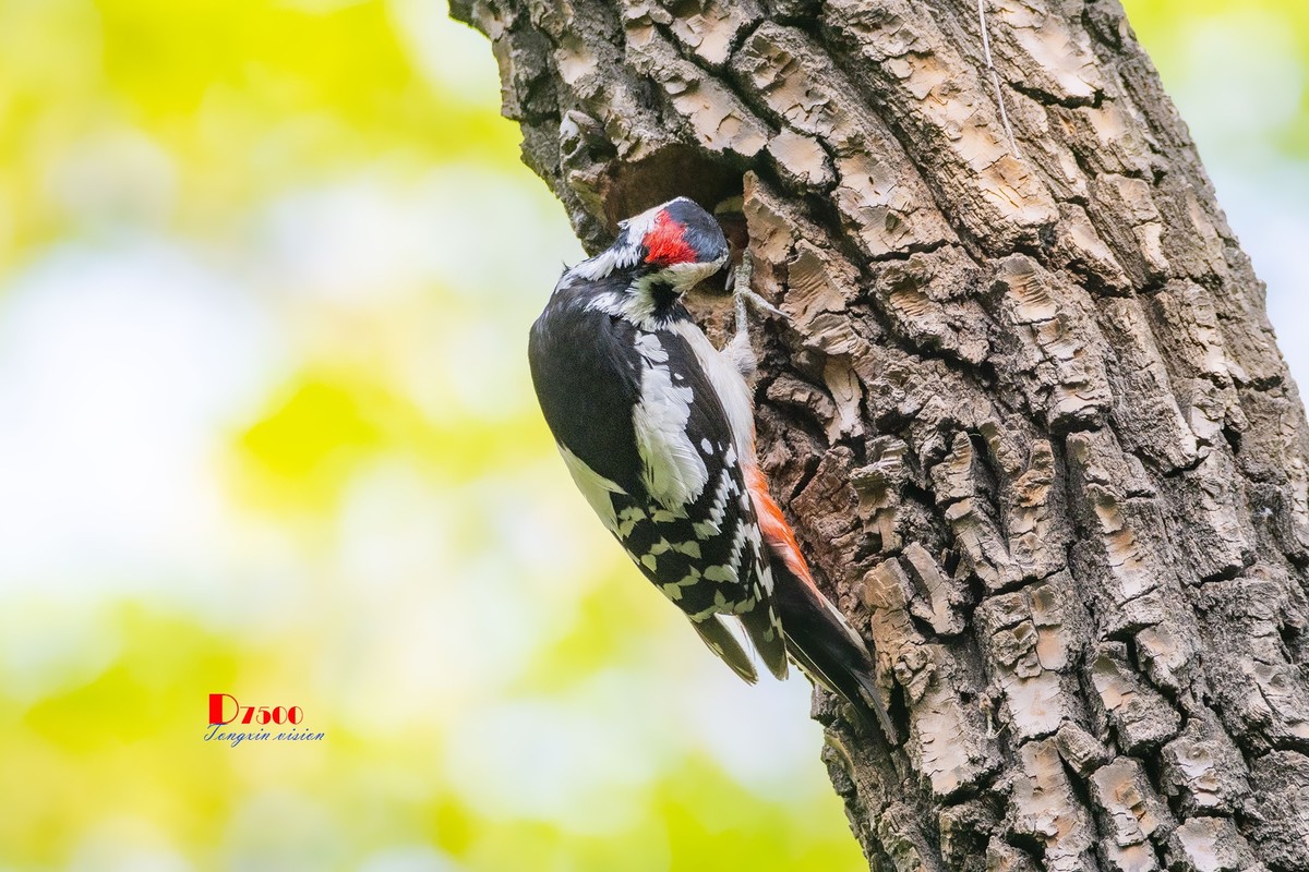 林中的啄木鸟（14）